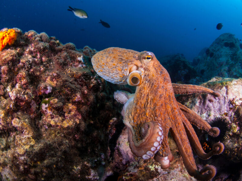 Image of an octopus moving over a coral reef.