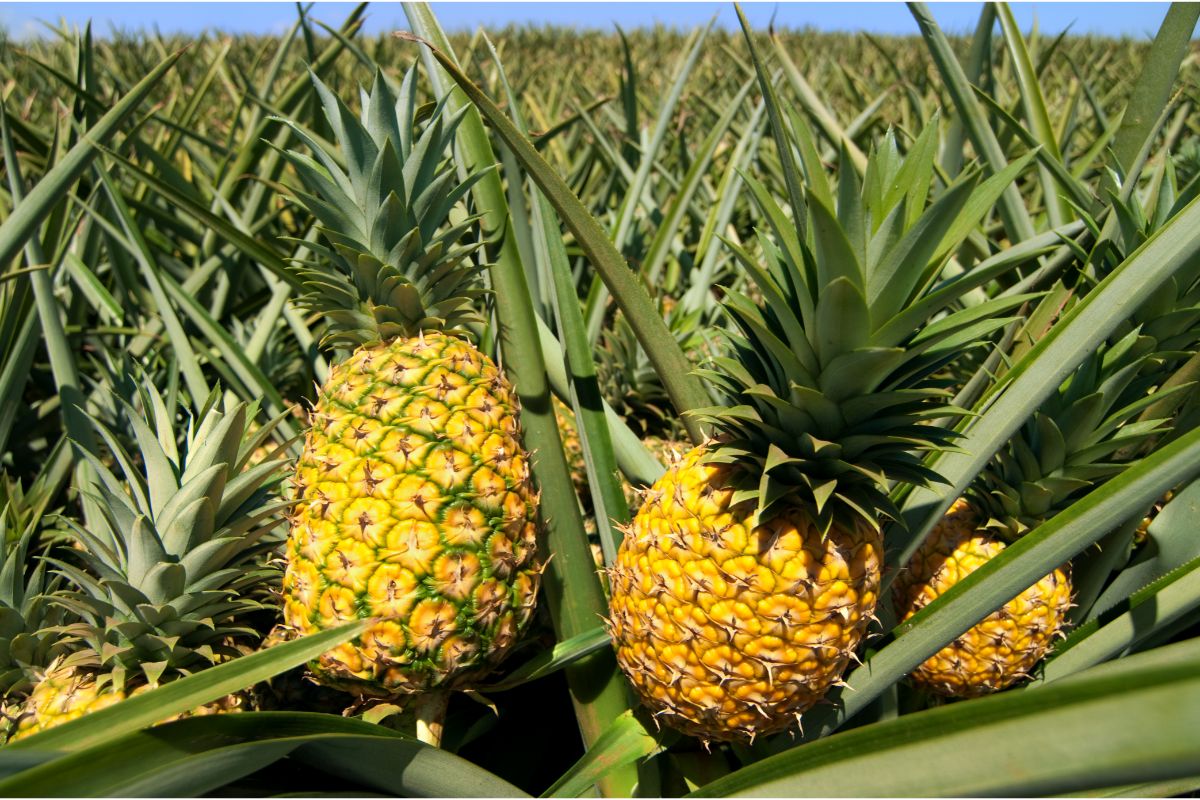 pineapple plantation