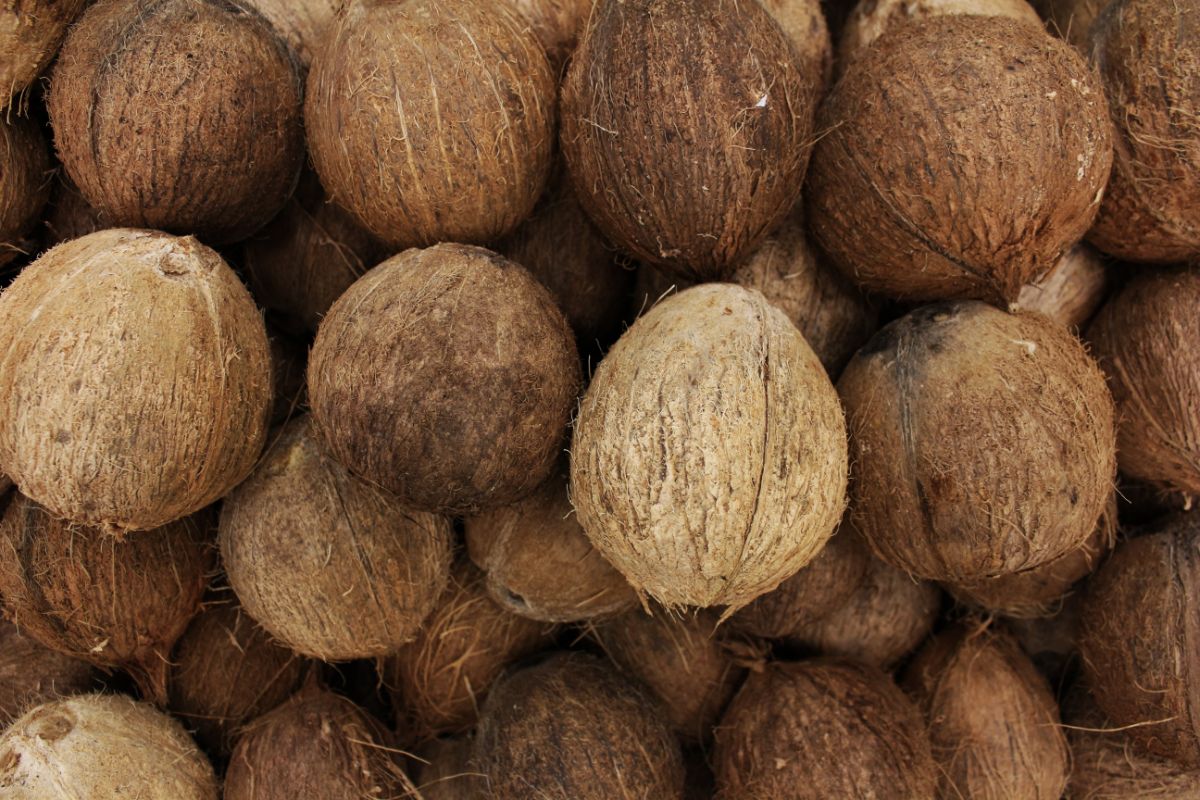 Heap of coconut fruits