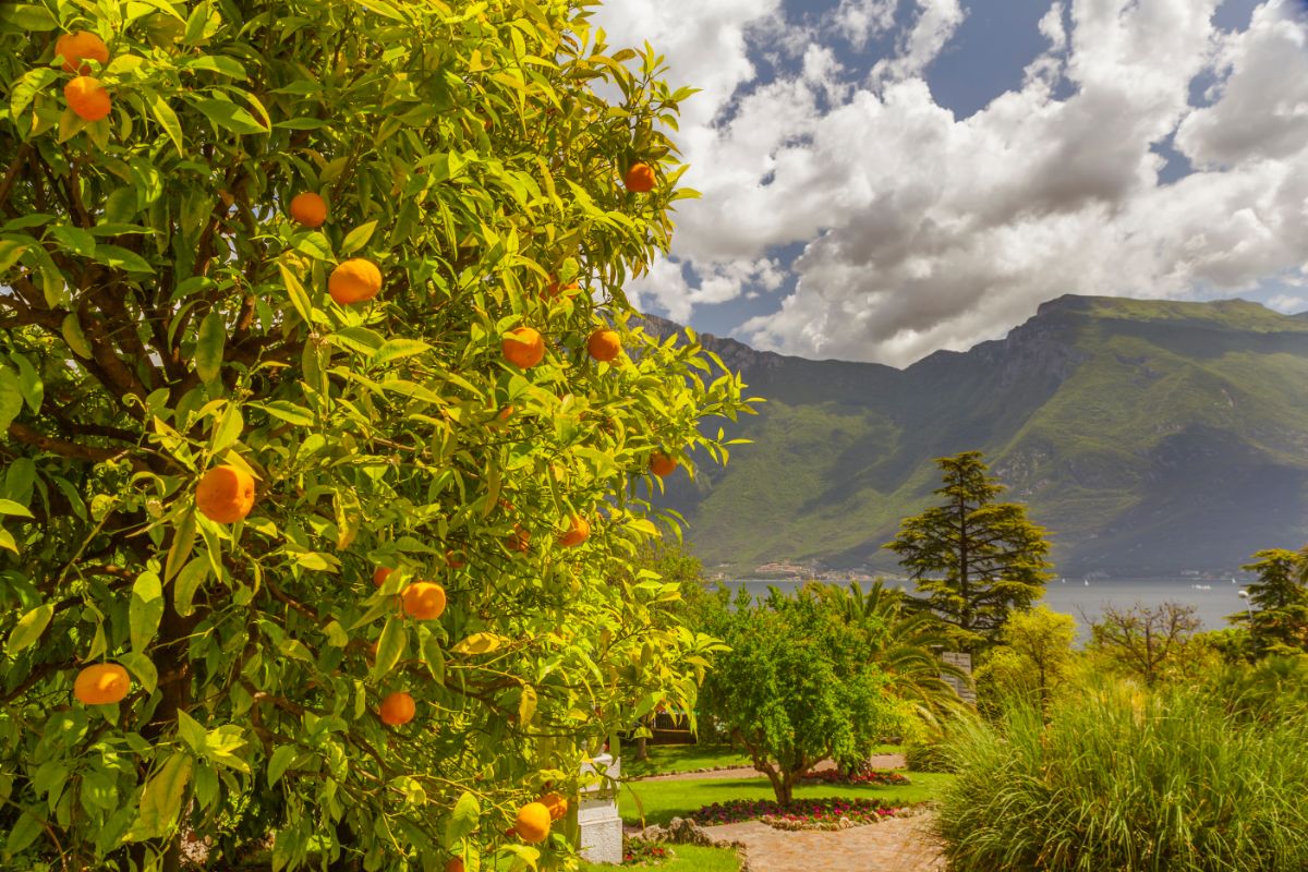 citrus tree