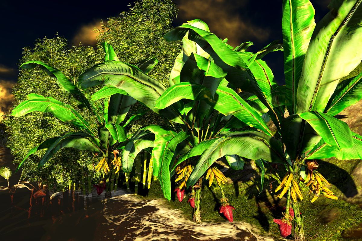 banana trees