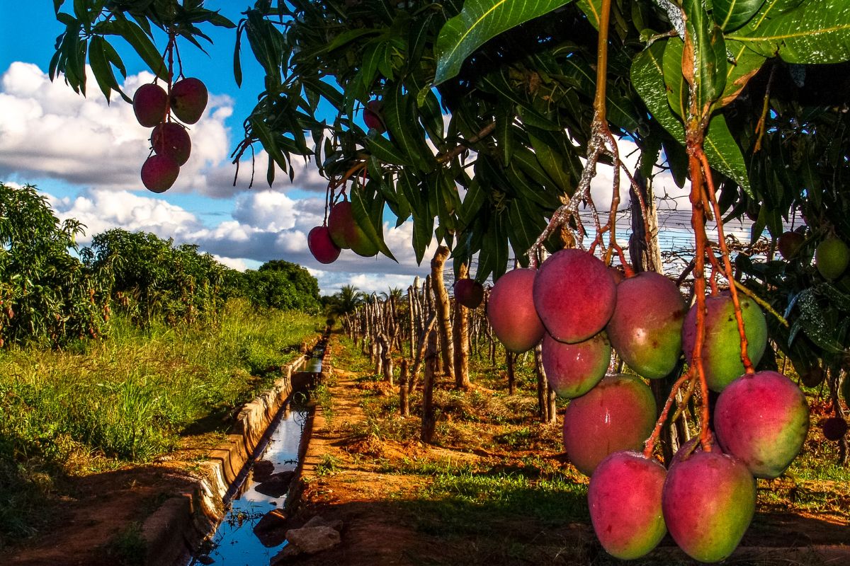 mango tree