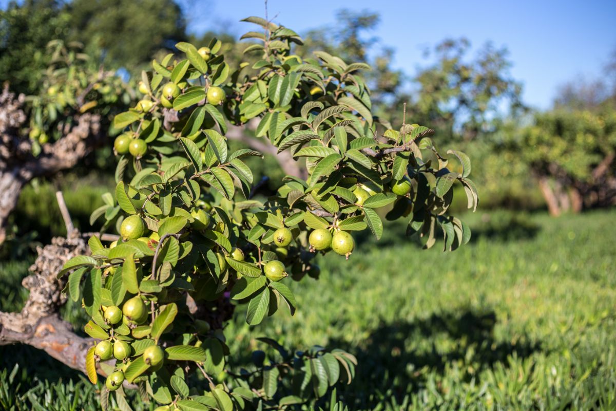 Guava Tree Plant