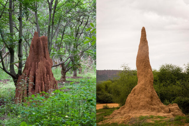 (left) Termite mound in Bangalore, India.  (right) Termite mound in Waterberg, Namibia.