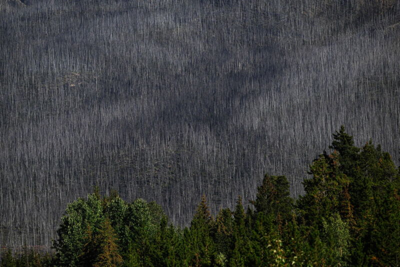 Image of forest with many dead trees