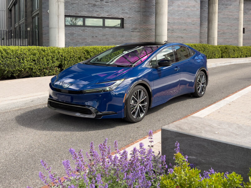 A blue Toyota Prius with some flowering catmint in the foreground