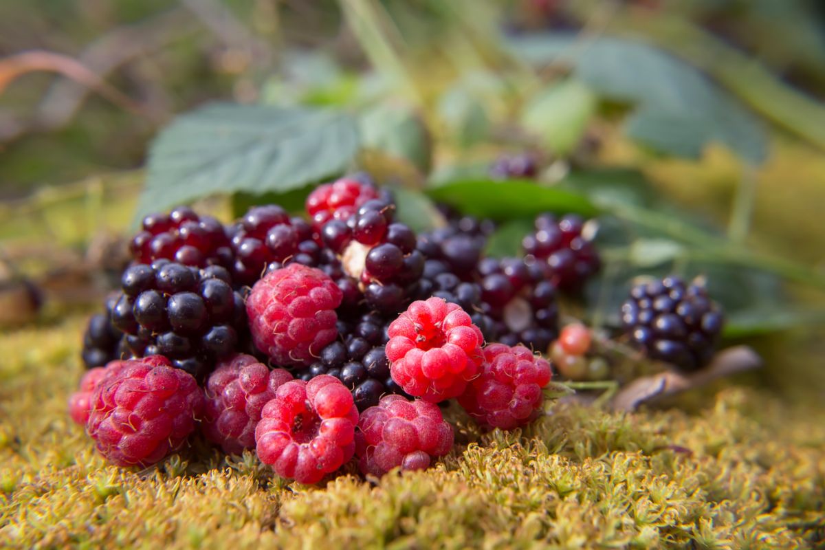 raspberries and blackberries