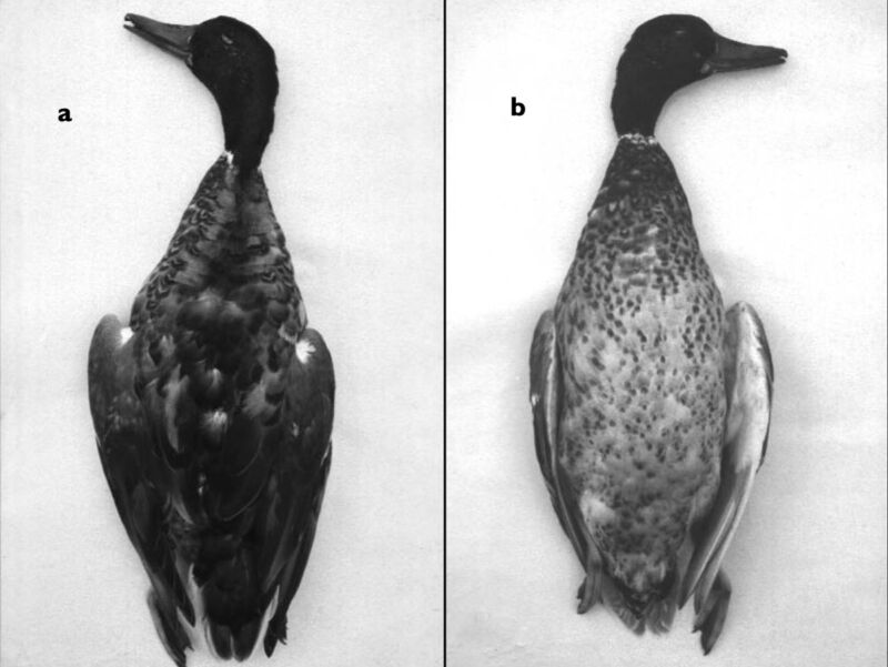 close-up views of a dead duck specimen