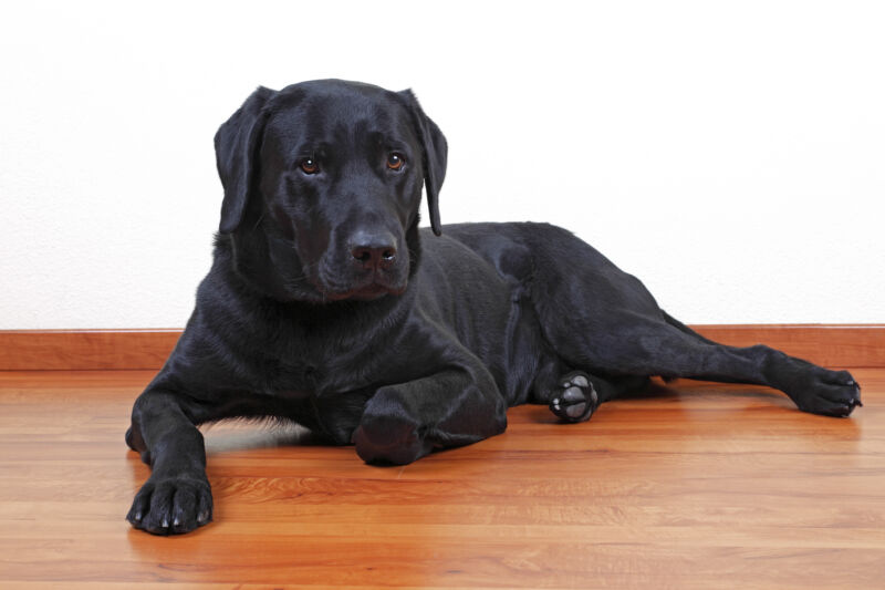 A black labrador. 