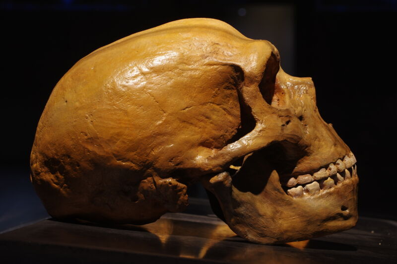 Image of a human skull, brown with age, viewed in profile.