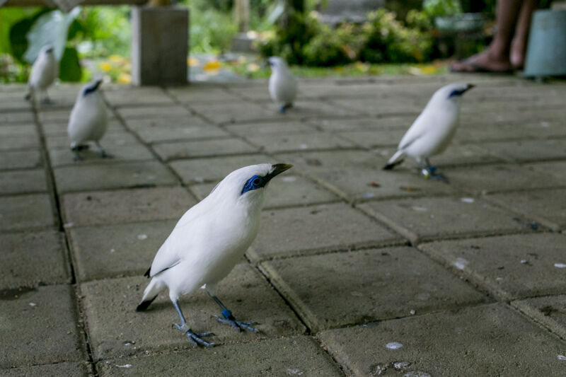 Several bred Bali myna or Bali starling (Leucopsar rothschildi) seen on the ground after being released into protected area in Tabanan, Bali, Indonesia.