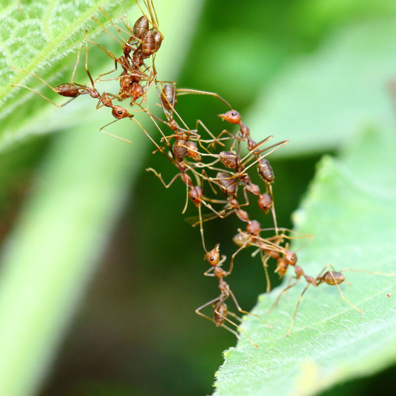 a group of reddish ants that form a bridge between two green leaves with their bodies.
