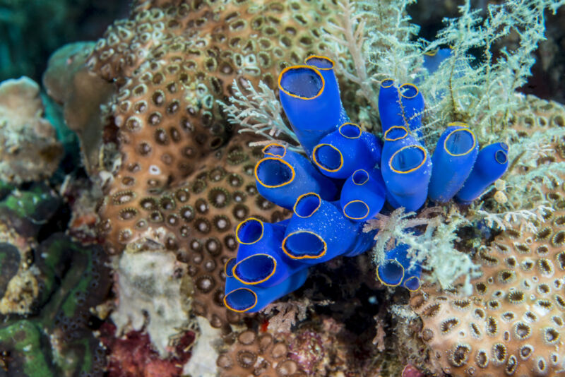 image of a submarine habitat, focusing on a colony of blue, tubular organisms.