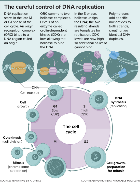 The initiation of DNA replication begins at the end of the previous cell division and continues through the cell cycle phase known as G1.  DNA synthesis takes place during S phase.  Levels of a protein called CDK are critical to ensuring that DNA is replicated once and only once.  When CDK levels are low, helicases can jump onto the DNA and begin unwinding it.  But repeated binding does not happen because CDK levels rise, and this blocks the helicase from binding again.