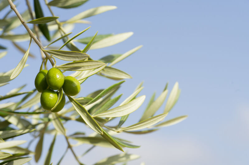 close up of olive branch on tree