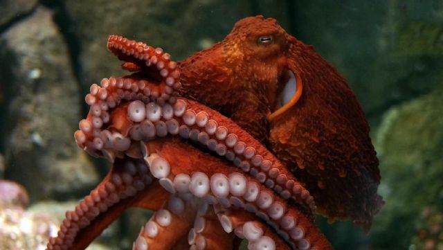 A giant Pacific octopus shows off its colors at the Monterey Bay Aquarium.