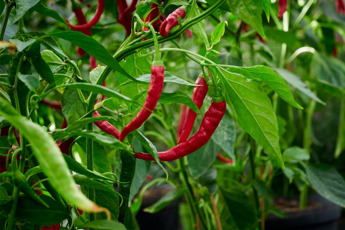 chili-pepper-hot-pepper-plant