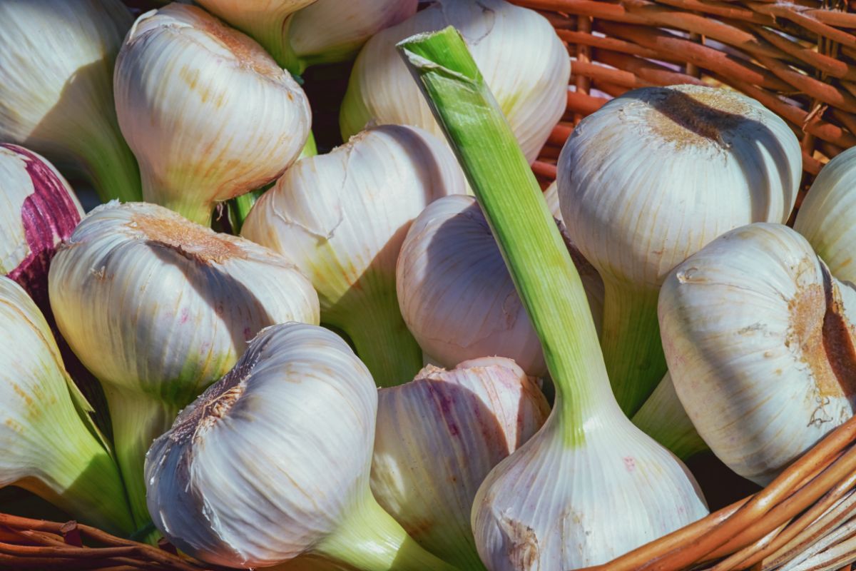 fresh-garlic-on-a-basket